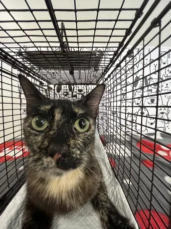 A young small-sized female Domestic Short Hair cat named Susannah for adoption in San Pedro, CA