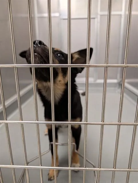 A young medium-sized female Boxer dog named Sierra for adoption in Ontario, CA