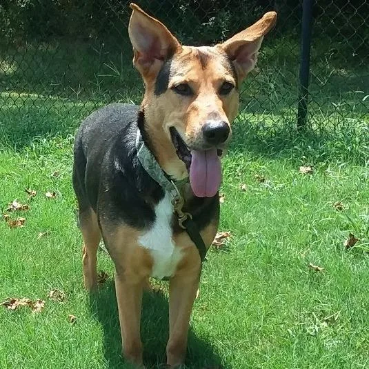 Junior