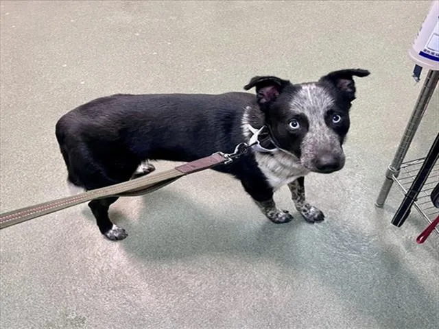 An adult medium-sized male Mixed Breed dog named Moo for adoption in Santa Fe, NM