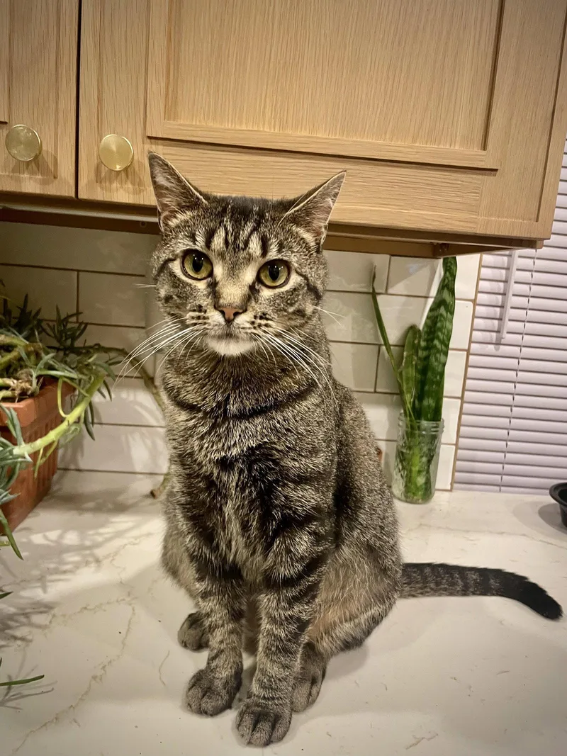 A young medium-sized male Domestic Short Hair cat named Marty Years Avaialble for adoption in Sterling, MA