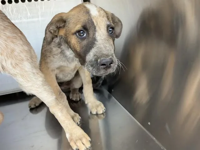 A baby large-sized male Australian Cattle Dog / Blue Heeler dog named Machiato for adoption in Mesa, AZ