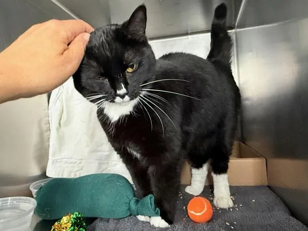 An adult medium-sized female Domestic Short Hair cat named Becky With The Fur for adoption in New York, NY
