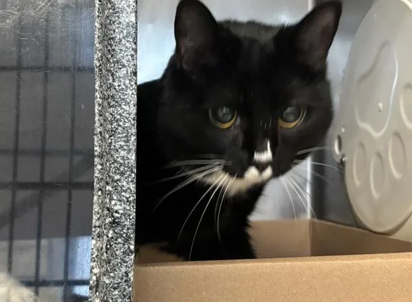 Becky With The Fur thumbnail 2