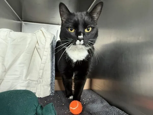 Becky With The Fur thumbnail 3