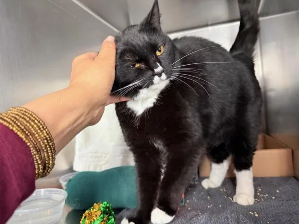 Becky With The Fur thumbnail 4