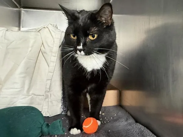 Becky With The Fur thumbnail 5