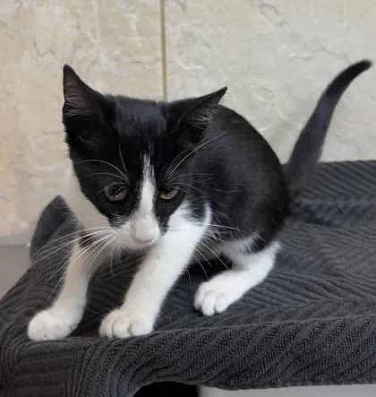 A baby medium-sized female Domestic Short Hair cat named Momo for adoption in Honolulu, HI