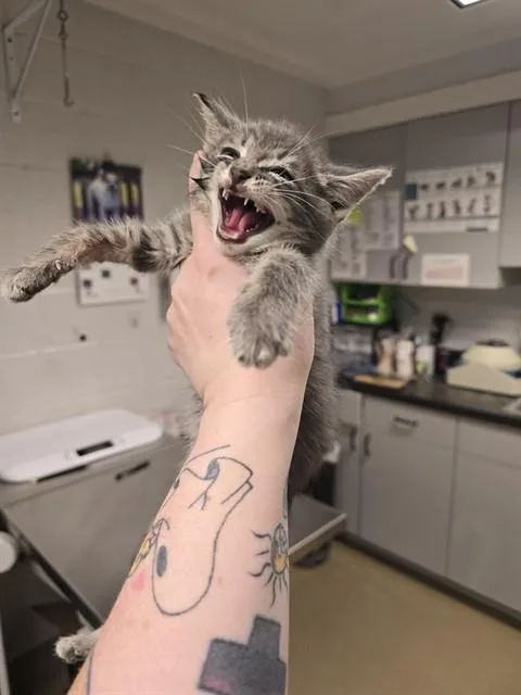 A baby small-sized male Domestic Short Hair cat named Apple Pie for adoption in Easton, MD