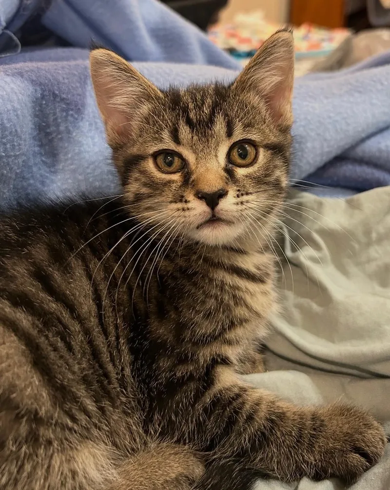 Louie