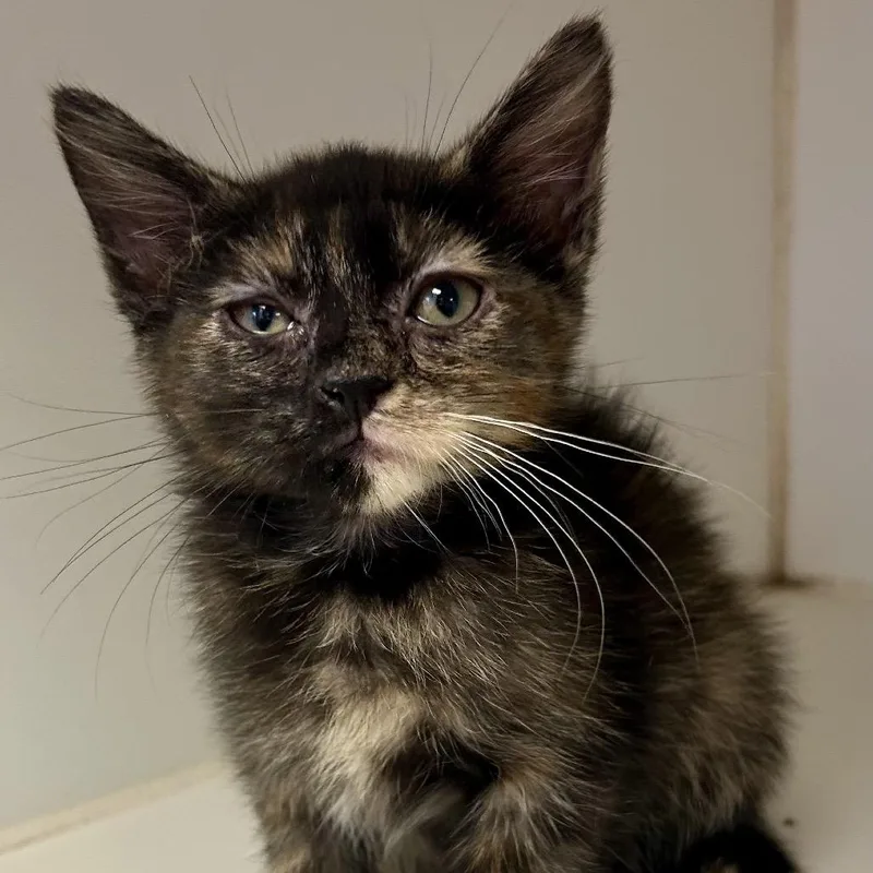 A baby small-sized female Orange / Red Domestic Short Hair cat named Nyx for adoption in St Joseph, MO