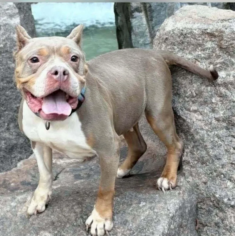 An adult medium-sized female American Bully dog named Mom Jeans for adoption in Amherst, NY