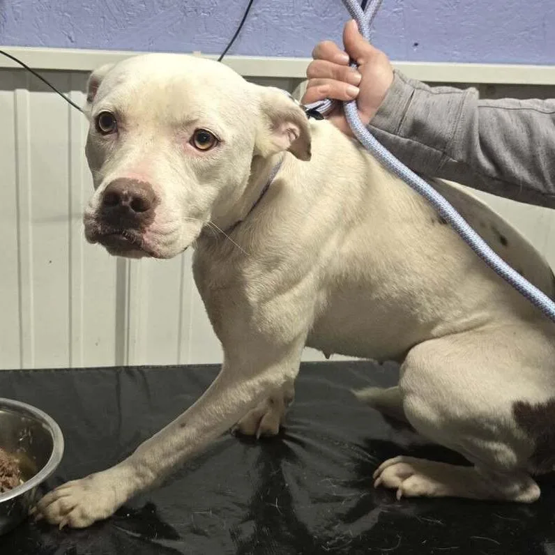 A young medium-sized female White / Cream Mixed Breed dog named Sina for adoption in Springboro, OH