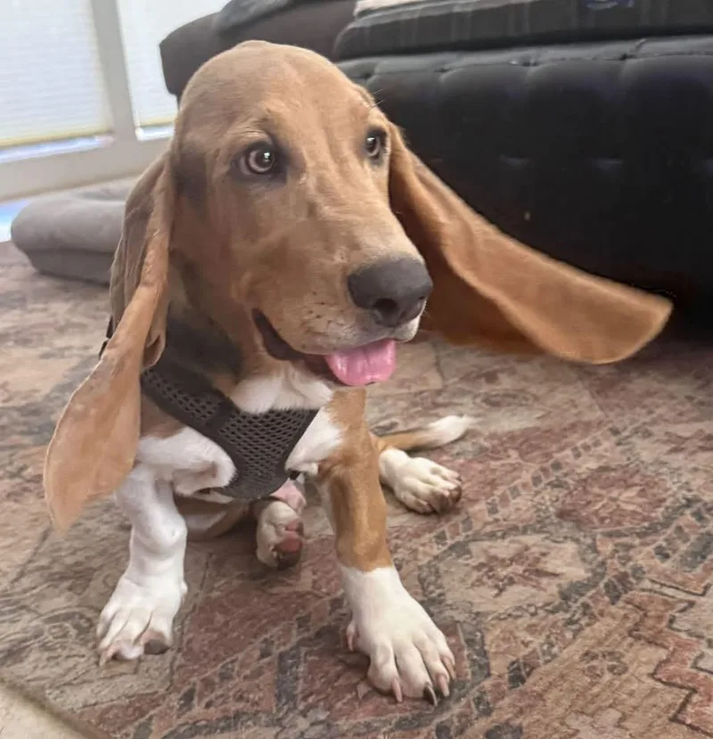 A baby medium-sized male Gray / Blue / Silver Basset Hound dog named Dale for adoption in Auburndale, FL