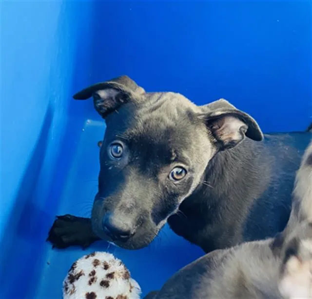 A baby large-sized female Mixed Breed dog named Lil for adoption in Dallas, TX