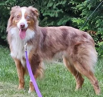 A young medium-sized male Merle (Red) Australian Shepherd dog named Levvi for adoption in Collegeville, PA