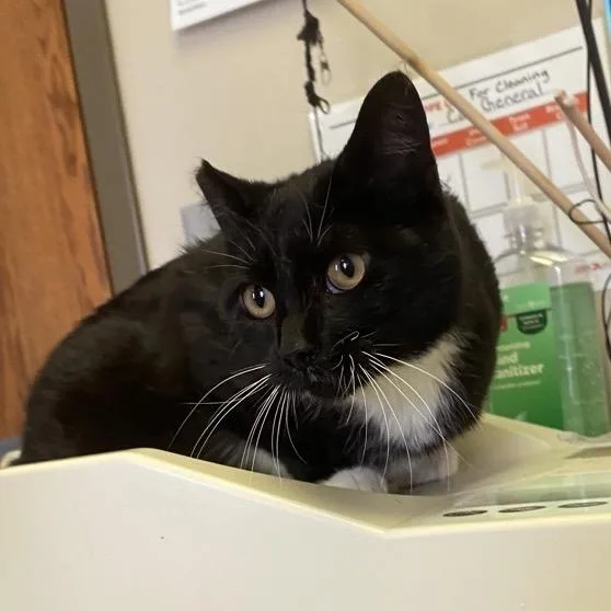 A young medium-sized female Black Domestic Short Hair cat named Nettle for adoption in Norfolk, NE