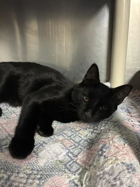 A baby small-sized male Domestic Short Hair cat named Joey Parker for adoption in Richmond, VA