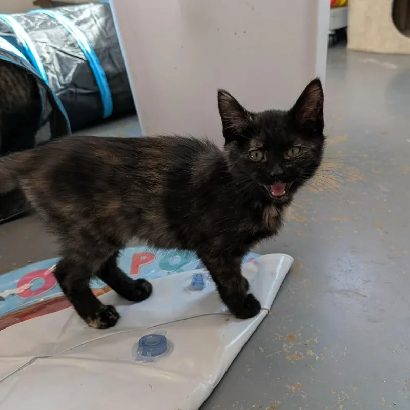 A baby small-sized female Tortoiseshell Domestic Short Hair cat named C Toast for adoption in Franklin, PA