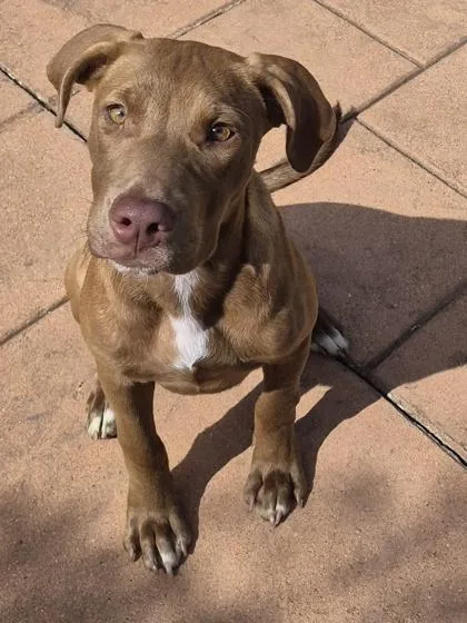 A baby medium-sized female Pit Bull Terrier dog named Juju for adoption in Shreveport, LA