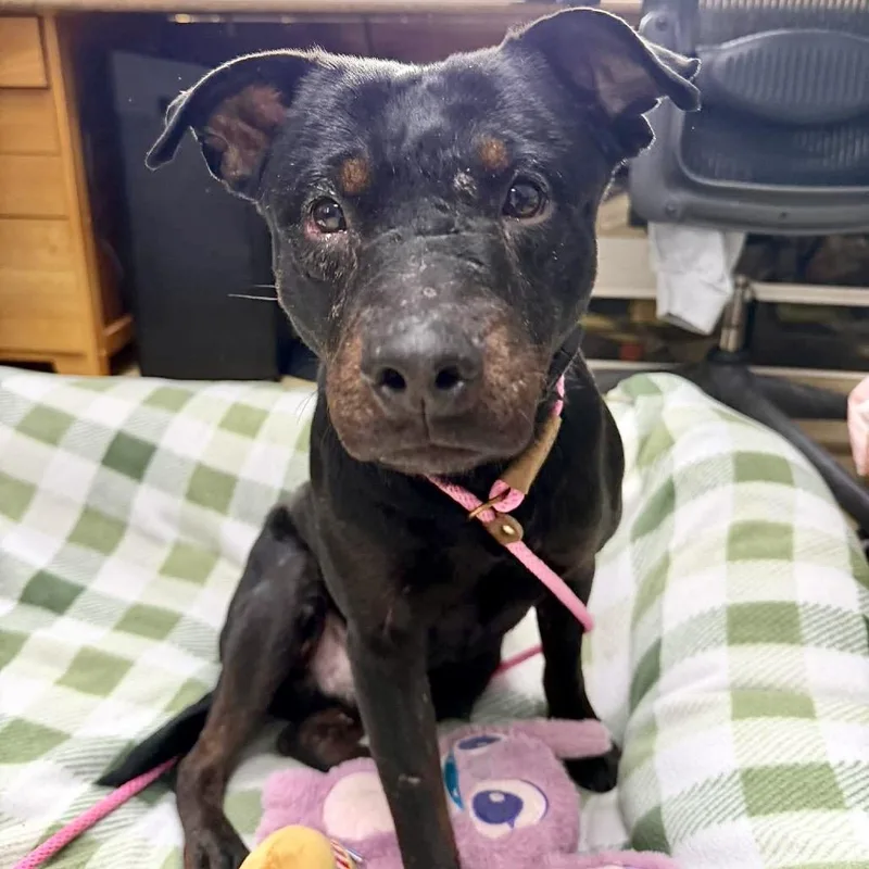 An adult medium-sized male Black Labrador Retriever dog named Johnny for adoption in Deerfield, IL