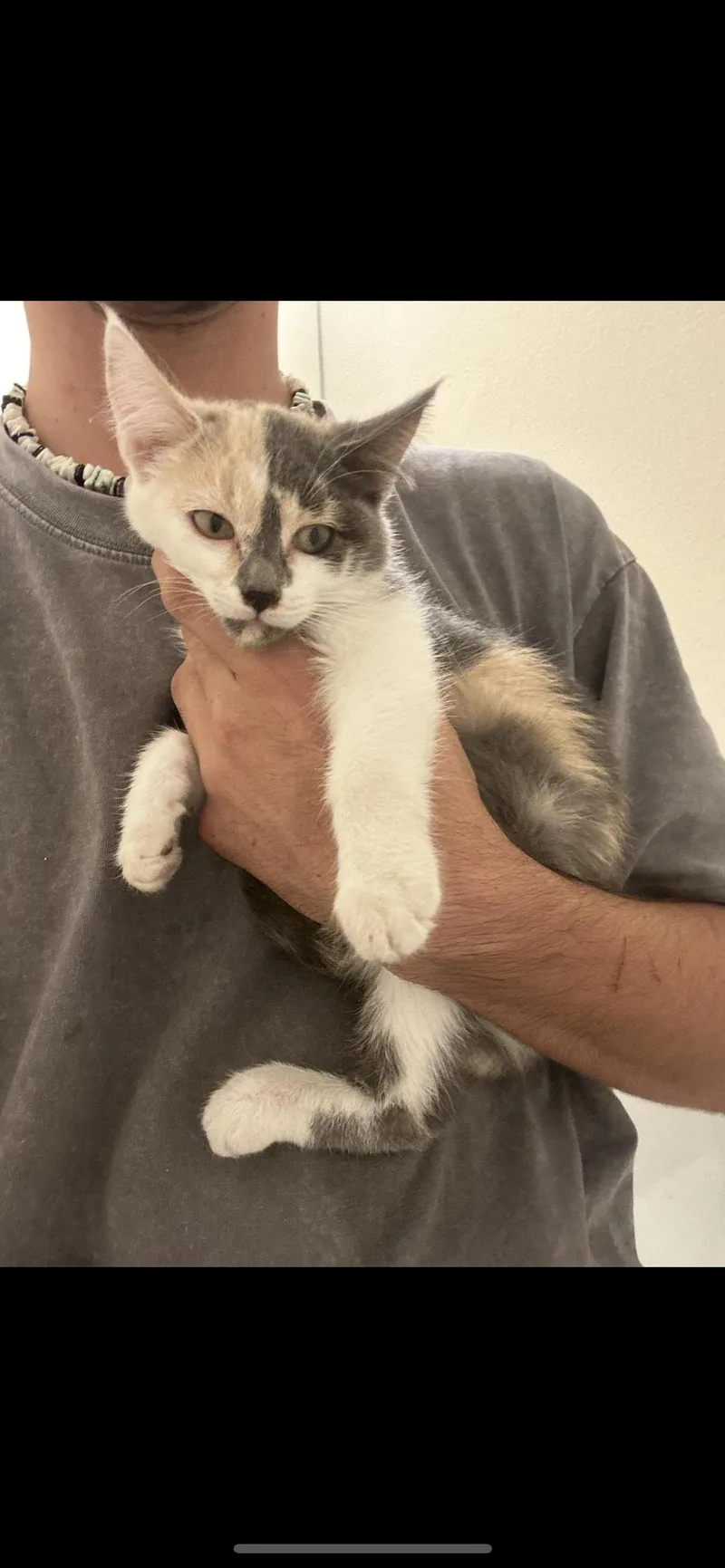A baby small-sized female Domestic Medium Hair cat named Calli for adoption in Heyburn, ID