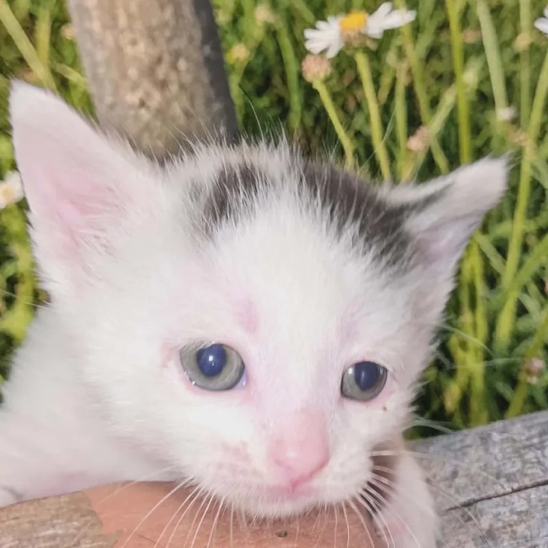 A baby small-sized female Domestic Short Hair cat named Shedu for adoption in New York, NY