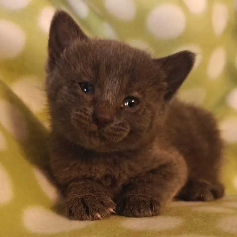 A baby small-sized female Gray / Blue / Silver Domestic Short Hair cat named Rain C for adoption in Princeton, MN