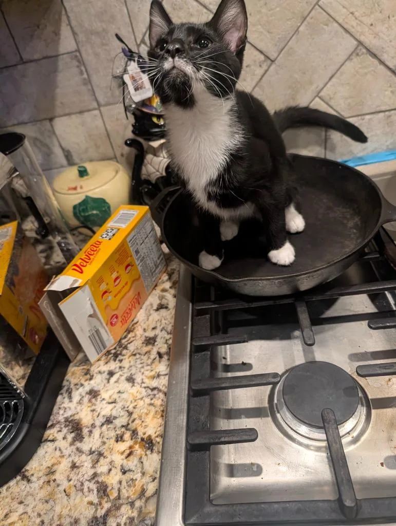 A baby medium-sized male Domestic Short Hair cat named Jasper for adoption in Grovetown, GA