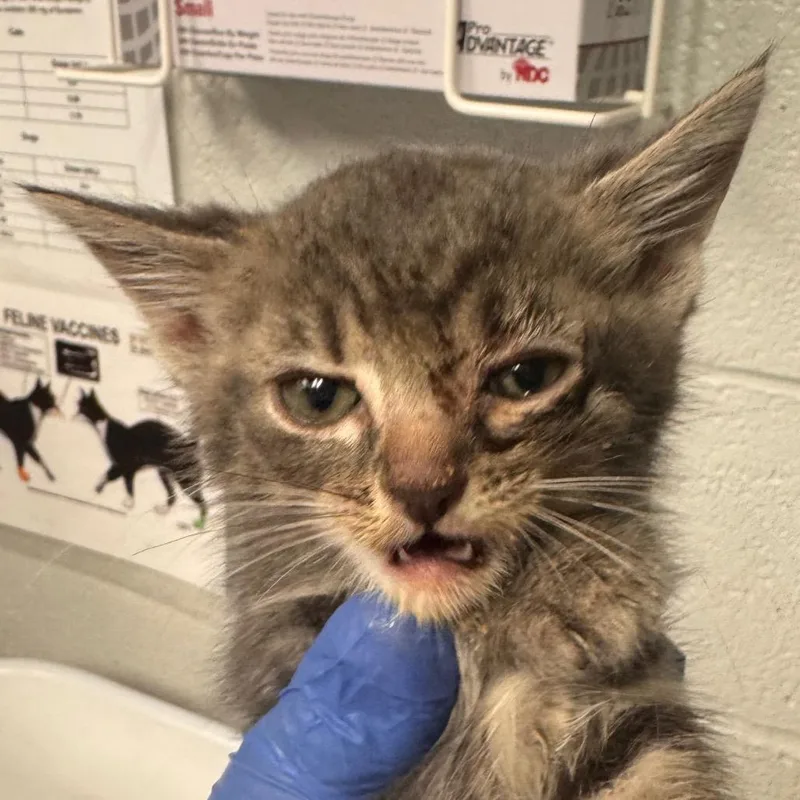 A baby small-sized female Gray / Blue / Silver Domestic Short Hair cat named Jeanette for adoption in Birdsboro, PA