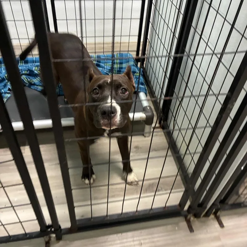 An adult medium-sized female Pit Bull Terrier dog named Beach for adoption in St. Louis, MO