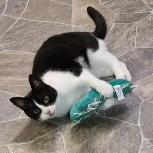 An adult medium-sized female Black Domestic Short Hair cat named Juniper for adoption in Albany, NY