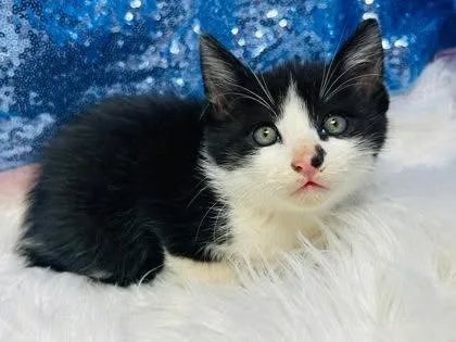 A young medium-sized male Black & White / Tuxedo Domestic Short Hair cat named Maven for adoption in Clarkesville, GA