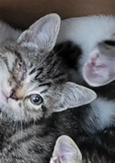 A baby medium-sized male Domestic Long Hair cat named Acorn for adoption in Dallas, TX