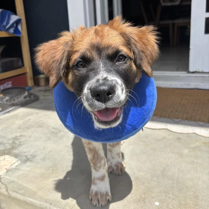 A baby small-sized male Cattle Dog dog named Gator for adoption in San Diego, CA