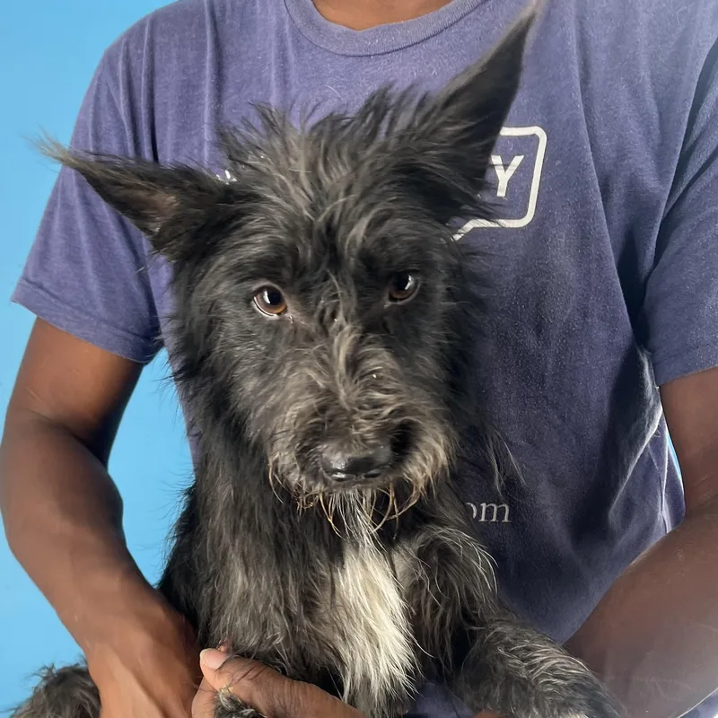 An adult medium-sized female Gray / Blue / Silver Wire Fox Terrier dog named Scrubs  Local October for adoption in Brookshire, TX