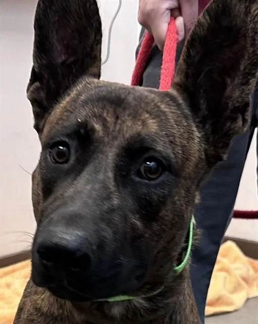 A young large-sized male German Shepherd Dog dog named Ari for adoption in Tucson, AZ