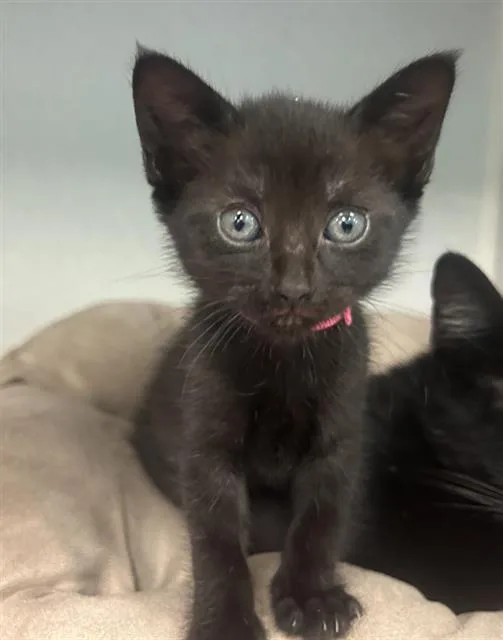A baby medium-sized male Domestic Short Hair cat named Major for adoption in Dallas, TX