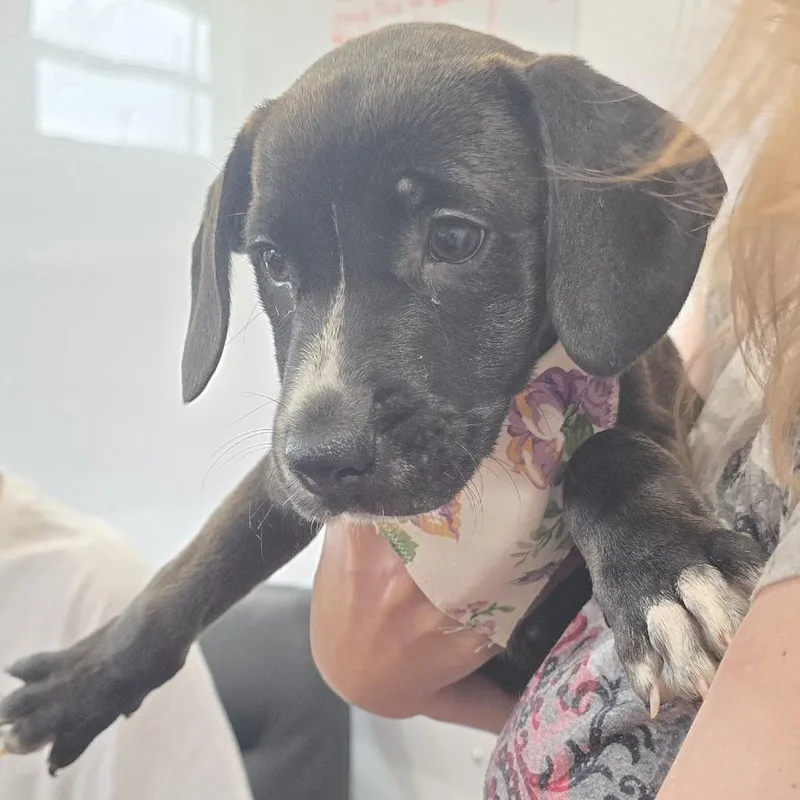 A baby medium-sized female Hound dog named Katherine for adoption in Lenoir, NC
