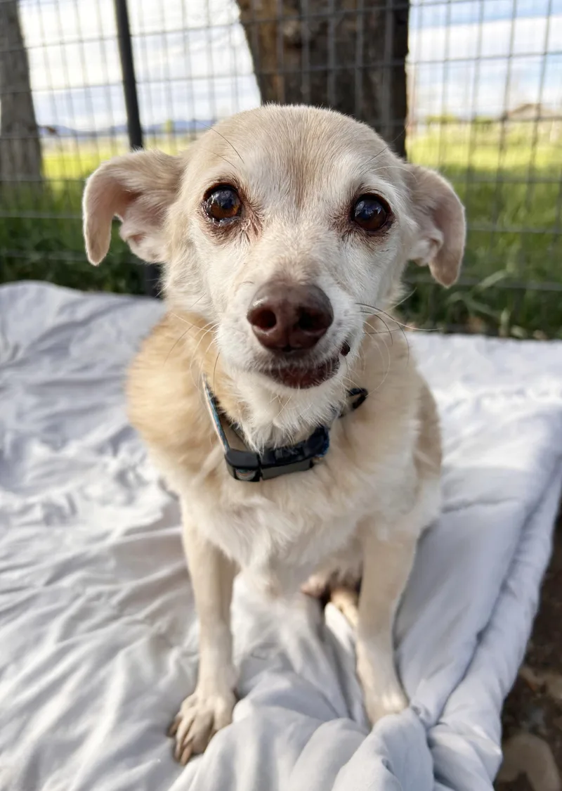 A senior small-sized male White / Cream Chihuahua dog named Bertie for adoption in Durango, CO