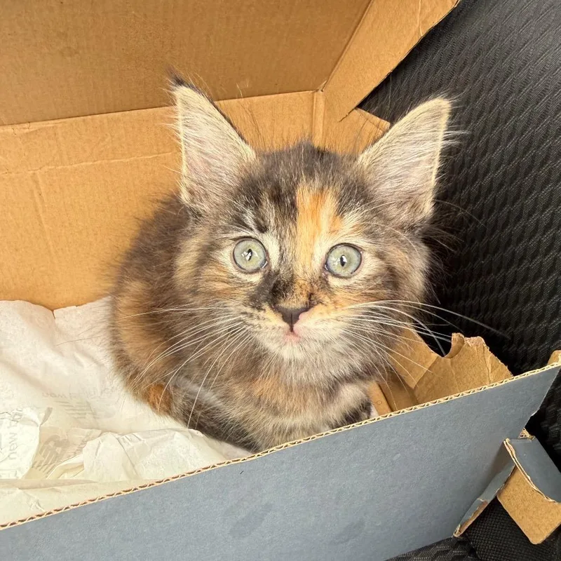 A baby small-sized female Domestic Short Hair cat named Azuka for adoption in Newark, NJ
