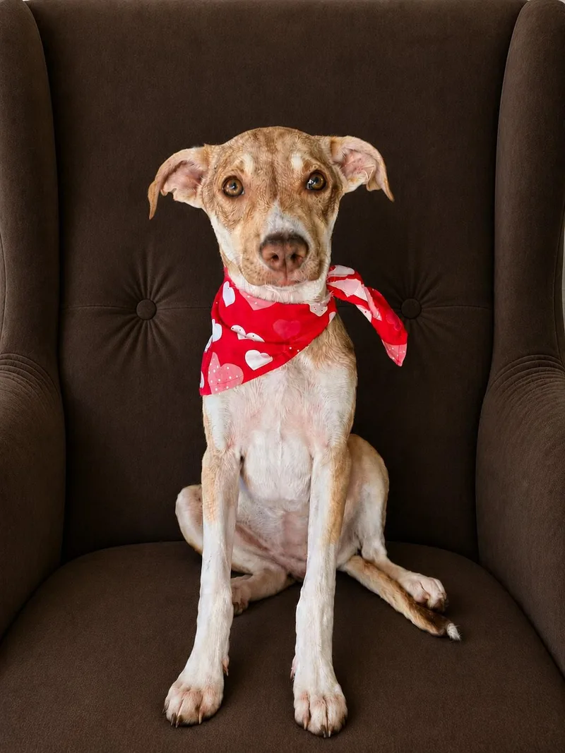 A baby medium-sized female White / Cream Greyhound dog named Rose for adoption in Poway, CA