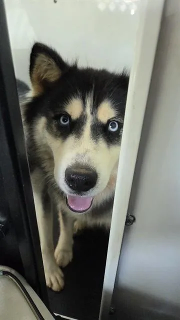 Kiara