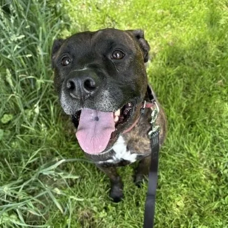 An adult large-sized male Brindle Pit Bull Terrier dog named Brennan for adoption in Honesdale, PA