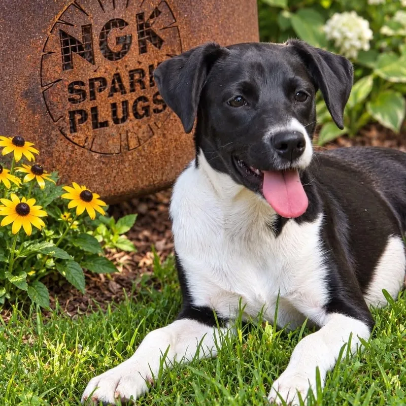 A baby medium-sized female Bicolor Border Collie dog named Tj for adoption in Evansville, WI