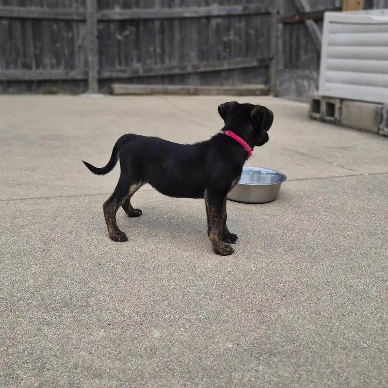 A baby small-sized female Black Mixed Breed dog named Ginny for adoption in Woodstock, IL