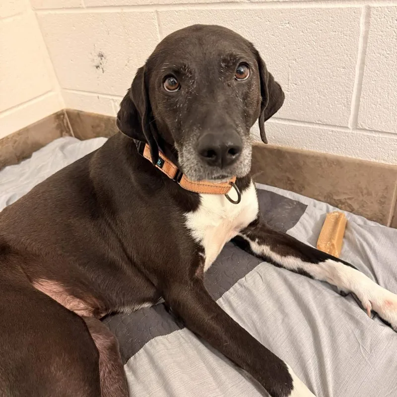 An adult medium-sized female Black Mixed Breed dog named Patricia for adoption in Gloucester, VA