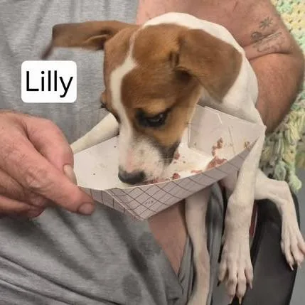 A young small-sized female Yellow / Tan / Blond / Fawn Terrier dog named Lilly for adoption in Dover, AR