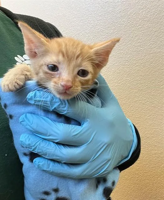 A baby small-sized male Domestic Short Hair cat named Nate for adoption in Blythe, CA