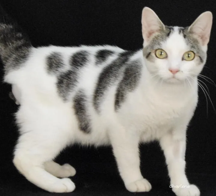 An adult medium-sized male White Domestic Short Hair cat named Thorn for adoption in Newland, NC
